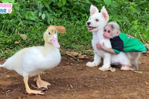 Naughty BiBi monkey teases puppy and duck