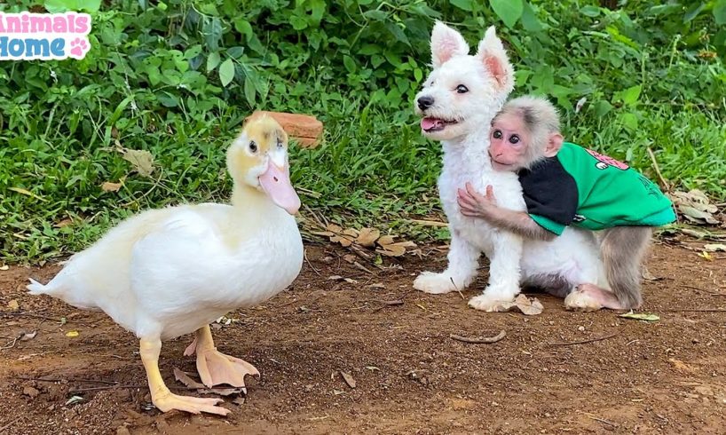 Naughty BiBi monkey teases puppy and duck
