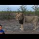 Near death animal encounters scary animal close calls!