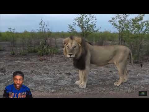 Near death animal encounters scary animal close calls!