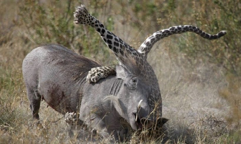 Ngiri Amgeuzia Chui Kipigo Warthog Punish The Leopard Epic Animals Fights