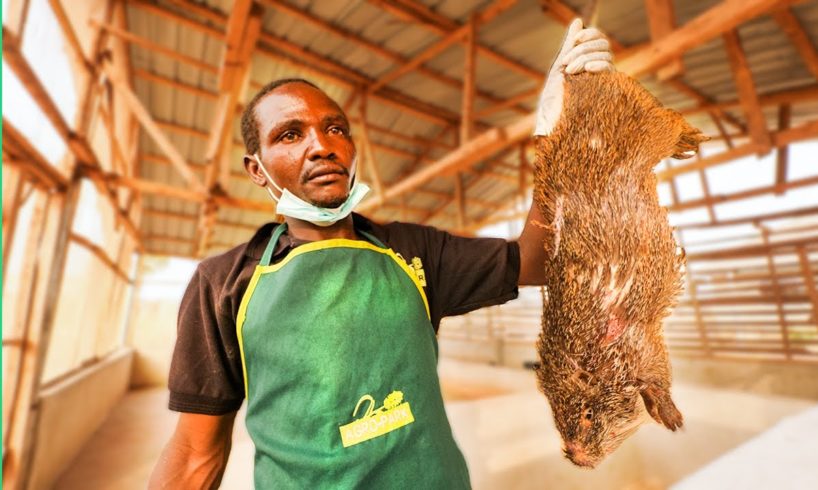 Nigeria’s Bushmeat Farms!! Eating Giant Rat with Miss Nigeria!!