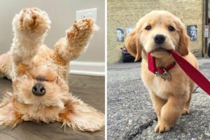 OMG CUTE BABY ANIMALS Videos Compilation CUTEST moment of the animals ? Cute Puppies #3