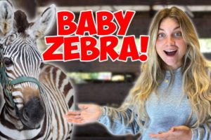 OMG! I PLAYED WITH A BABY ZEBRA!! *CUTE ANIMALS*