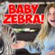 OMG! I PLAYED WITH A BABY ZEBRA!! *CUTE ANIMALS*