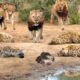 OMG! King Lion destroy Hyena cubs stupid go into his territory! Epic battle of King Lion Vs Hyena