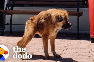 Only A Few Dogs Look Like Her In The World, But She Has No Idea She's Any Different | The Dodo