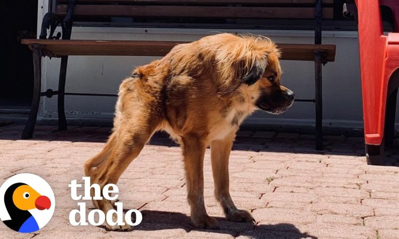 Only A Few Dogs Look Like Her In The World, But She Has No Idea She's Any Different | The Dodo