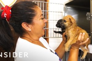 Organization Rescues Abandoned Dogs From Puerto Rico