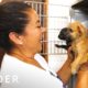 Organization Rescues Abandoned Dogs From Puerto Rico