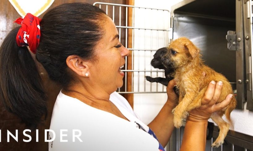 Organization Rescues Abandoned Dogs From Puerto Rico