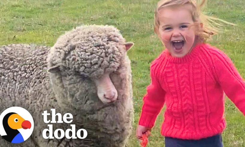Orphaned Lamb Runs to His Favorite Toddler Like a Dalmatian | The Dodo Little But Fierce