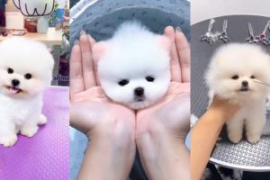 POMERANIAN THE CUTEST DOGS