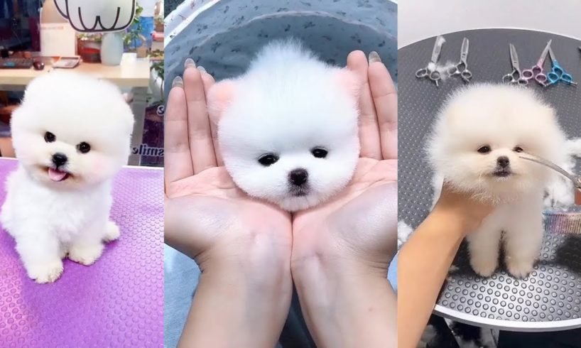 POMERANIAN THE CUTEST DOGS
