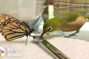 Pajarito rescatado es mejor amigo de las mariposas | El Dodo