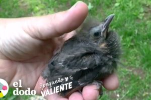 Pájaro bebé elige a su rescatista como su papá | Pequeño y Valiente El Dodo