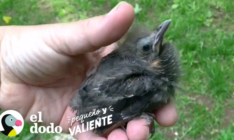 Pájaro bebé elige a su rescatista como su papá | Pequeño y Valiente El Dodo