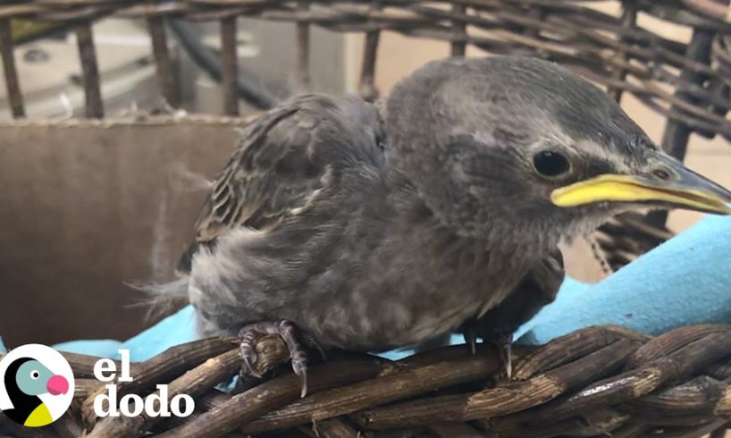 Pájaro rescatado ama imitar la voz de su mamá | El Dodo