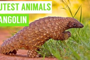 Pangolins are the CUTEST Animals Compilation!