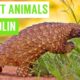 Pangolins are the CUTEST Animals Compilation!