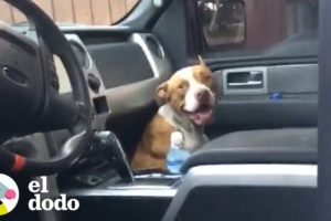 Pareja encuentra a un perro callejero en su camioneta | El Dodo