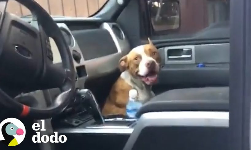 Pareja encuentra a un perro callejero en su camioneta | El Dodo