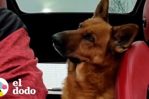 Pastor alemán es el hijo obediente que cada padre quiere | El Dodo
