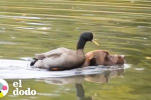 Pato ama cuando su hermano perro lo lleva a nadar | El Dodo