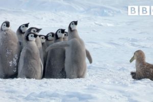 Penguin chicks rescued by unlikely hero | Spy in the Snow - BBC