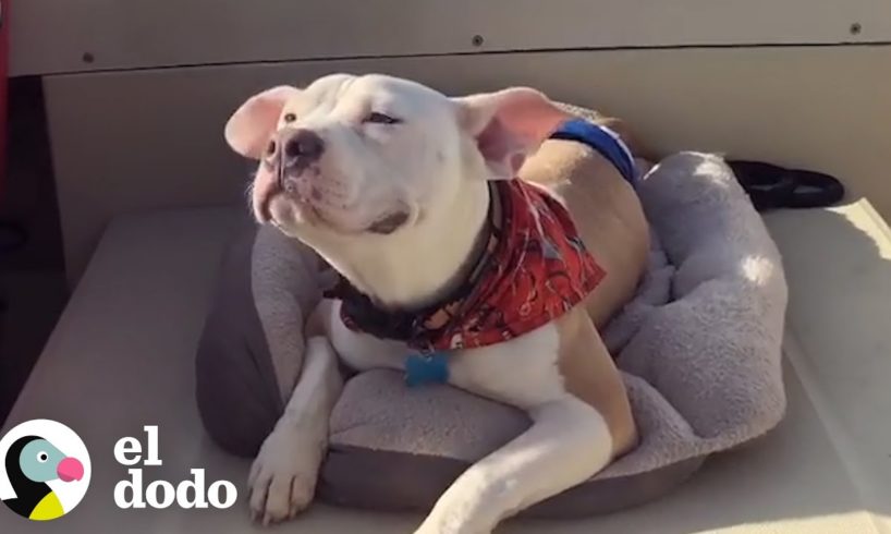 Pequeño cachorro paralizado demuestra que todo es posible I El Dodo