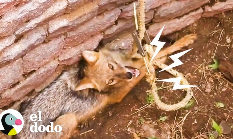 Pequeño zorro atrapado en un pozo grita pidiendo ayuda I El Dodo