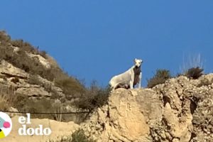 Perra callejera guía a sus rescatistas hacia sus cachorros | El Dodo