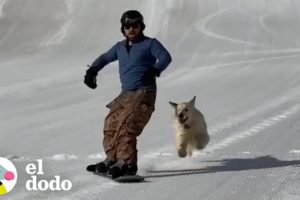 Perrita ama hacer Snowboard con su papá I El Dodo