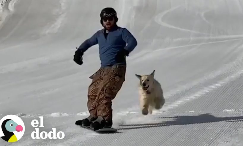 Perrita ama hacer Snowboard con su papá I El Dodo