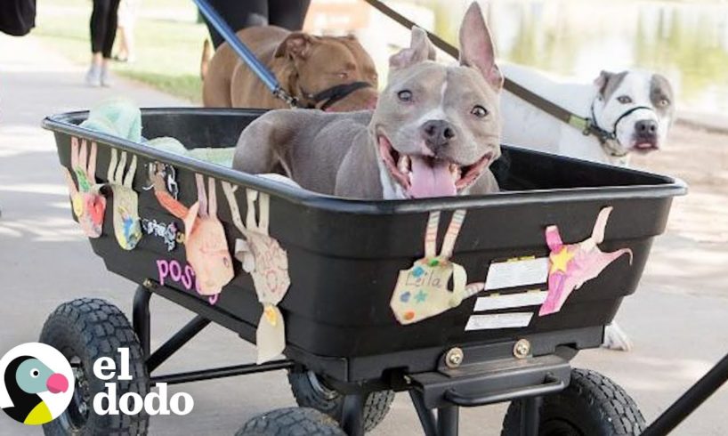 Perrita cachorra tiene las patitas más cortas I El Dodo