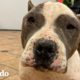 Perrita callejera se convierte en la mejor compañera de abrazos | ¡Adóptame! | El Dodo