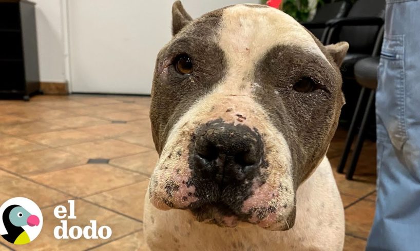 Perrita callejera se convierte en la mejor compañera de abrazos | ¡Adóptame! | El Dodo