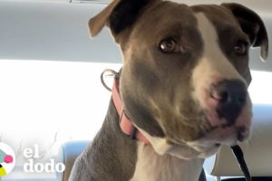 Perrita llego a su nuevo hogar aterrada | El Dodo