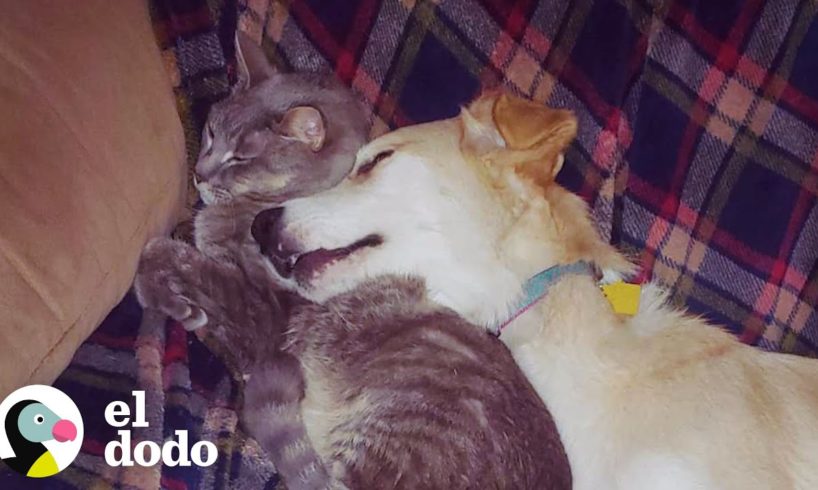 Perrita rescatada se enamora de un gato viejito I El Dodo