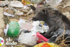 Perrito callejero que parecía piedra cambia su vida completamente | El Dodo