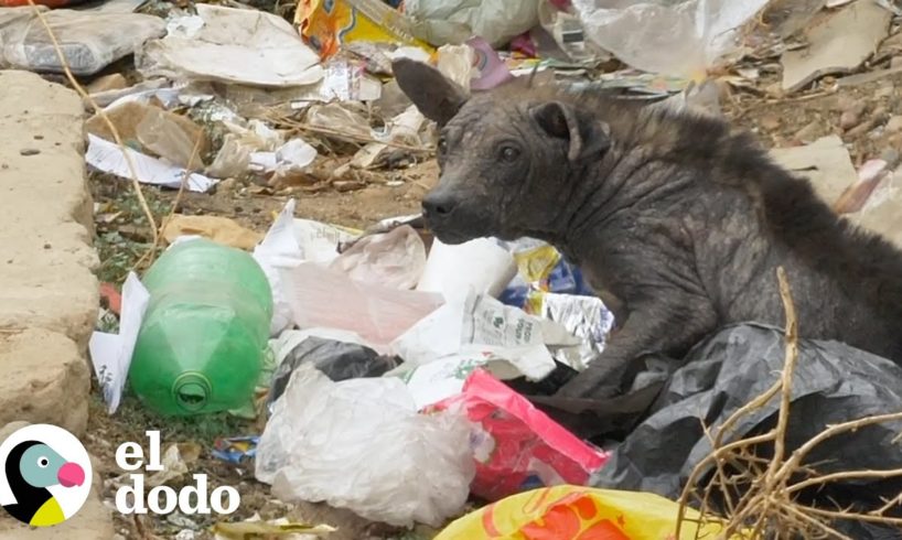 Perrito callejero que parecía piedra cambia su vida completamente | El Dodo
