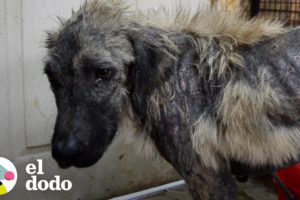 Perrito descuidado ahora es el más feliz de Alemania | El Dodo
