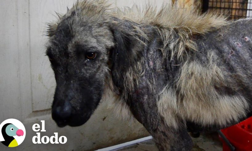 Perrito descuidado ahora es el más feliz de Alemania | El Dodo