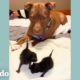 Perrito muy pequeño crece y está obsesionado con cuidar a gatitos | El Dodo