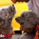 Perrito no quiere ser rescatado sin antes cuidar de su hermana | El Dodo