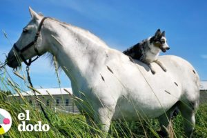 Perro ama treparse sobre su caballo favorito para ir de paseo I El Dodo