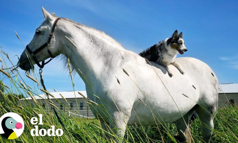 Perro ama treparse sobre su caballo favorito para ir de paseo I El Dodo