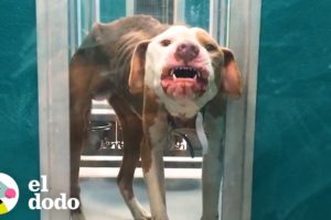 Perro aterrado de todo le entrega su corazón a su familia de paso | El Dodo