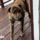 Perro busca ayuda en la casa de la familia indicada | El Dodo