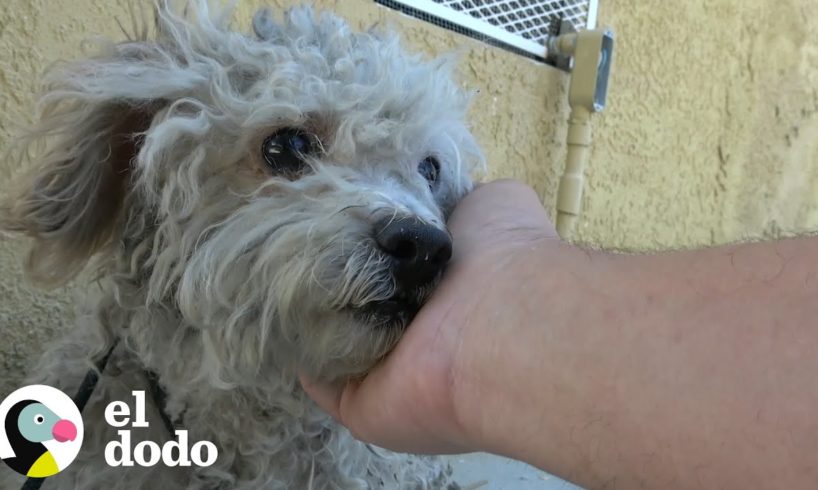 Perro callejero tiene mucho miedo de los humanos I El Dodo